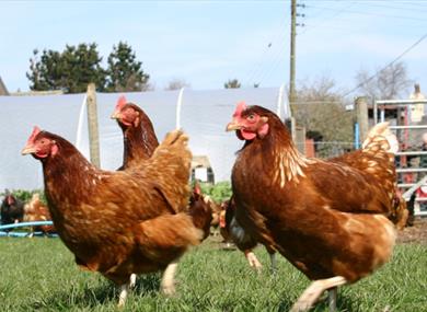 The Farm, Burscough - Farm Shop