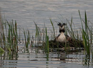Spring at Leighton Moss