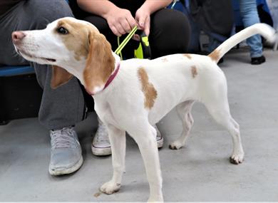 The HAPPA Halloween Dog Show