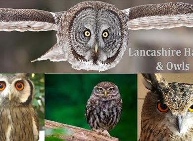 Father's Day Lancashire Hawks and Owls
