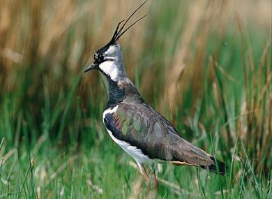 Lapwing_Gavin Thomas RSPB