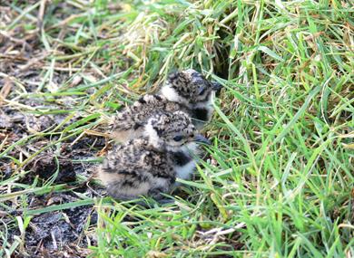 Festival Bowland 2022 - Bowland's Breeding Waders
Lapwing chick
G Thomas
RSPB