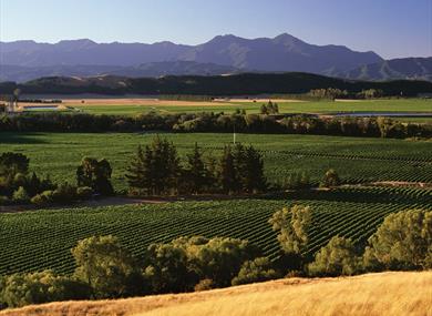 Vineyard images