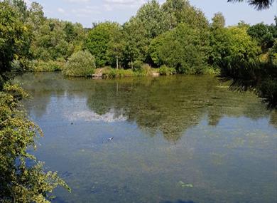 Longton Brickcroft Nature Ramble