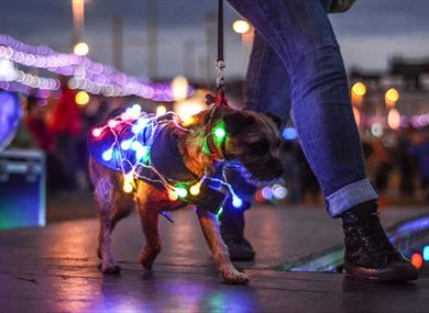 LumiDogs Lightpool Festival 2022