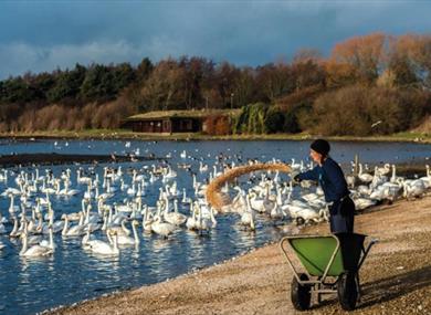 Whooper swan and wild bird feed at WWT Martin Mere