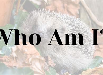 Who Am I?