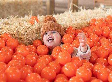 Pumpkins and Picnics