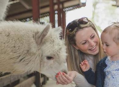 Mother's Day Treat at Windmill Animal Farm