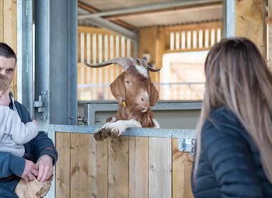 A ram greets and enthralls visitors at the farm.