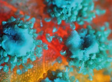 Nature Up Close Exhibition