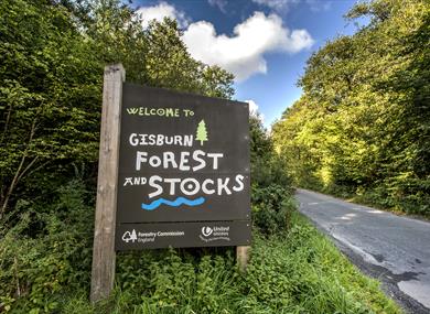 Forest Bathing