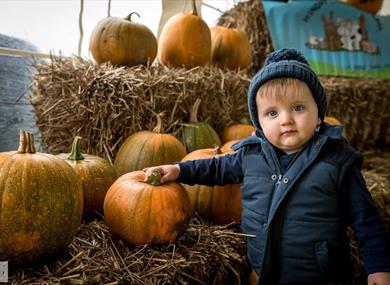 The Pumpkin Picking Adventure