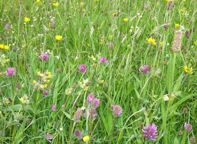 Lancashire's Coronation Meadow close up_Forest of Bowland AONB