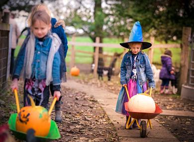 Pumpkin Festival