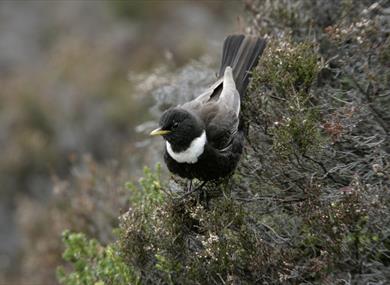 Male ring ouzel bird on heather.