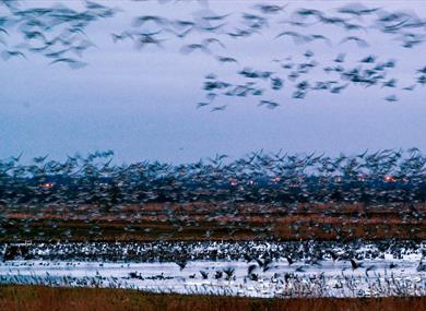 Dawn Flights at WWT Martin Mere