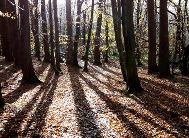 Gisburn Forest sunshine through trees.