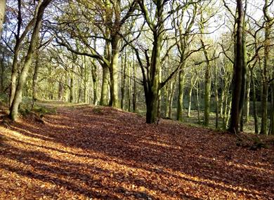 Sunlight through winter trees reflecting onto leafy path.