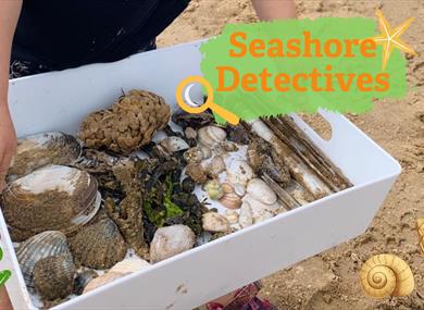 Seashore Detectives
