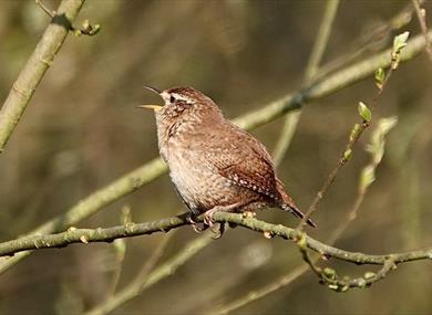 Dawn Chorus guided walk