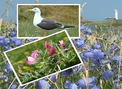 South Walney Nature Reserve