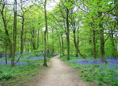 Spring Wood Picnic Site & Access For All Trail