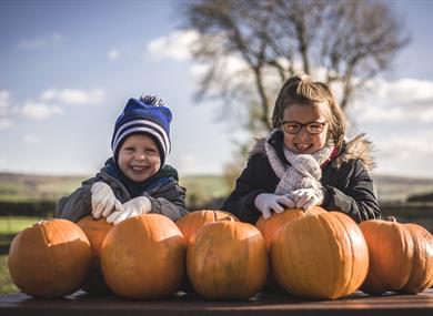 Pumpkin Picking at Thornton Hall Country Park
