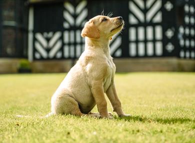 Fun Dog Show at Samlesbury Hall