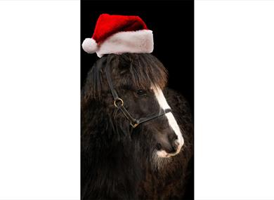 HAPPA Ponies Christmas Display