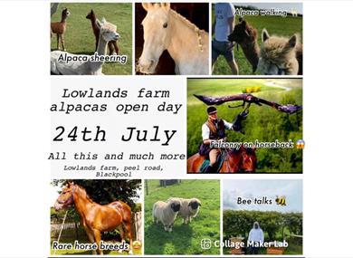 Lowlands farm alpacas open day