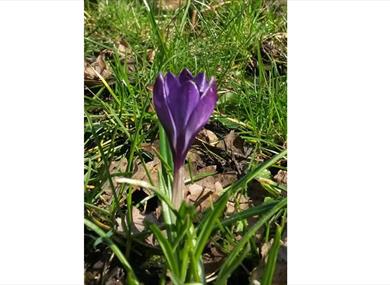 Purple4polio Winckley Square Planting Day