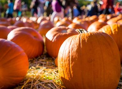 Pumpkin