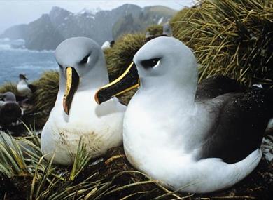 Introduction to Bird Photography with Ben Osborne at WWT Martin Mere