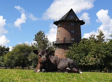 Windmill on the Farm