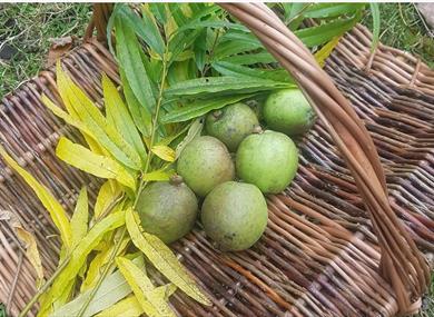 The Rewilding: Traditional English Willow Trug Basket Workshop