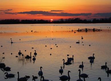 Floodlit Swans at WWT Martin Mere Wetland Centre