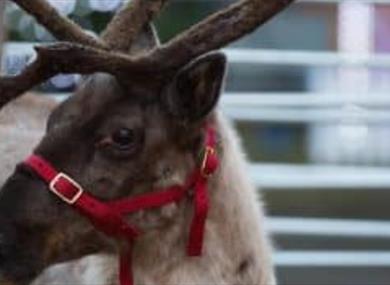 Magical Festive Farm at Cedar Farm