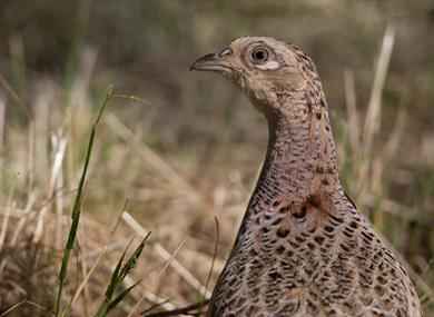A Celebration of the Opening of Game Season at Northcote