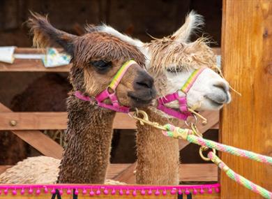 Lowlands Farm Alpacas