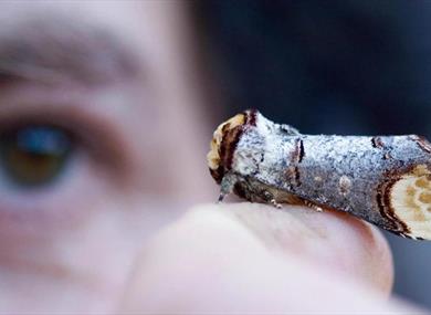 Moth Trapping at WWT Martin Mere