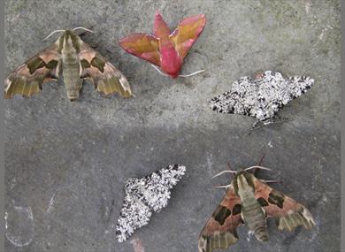 Macro Moth Workshop