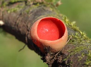 Family Fungus Day at Mere Sands Wood