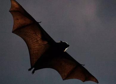 Monster Chetwynd, Christopher Stewart, Norman Adams: Swoop Swirl Swarm