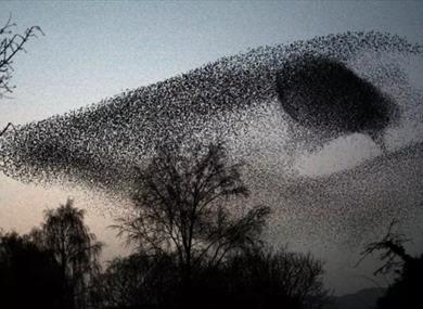 Darren Andrews and Dave Shooter/Guerrilla Biscuits: Murmurations