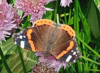 Red admiral butterfly on chive flowers