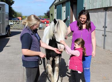 Horse at World Horse Welfare Penny Farm