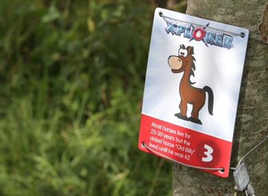 Summer Xplorer Challenge
