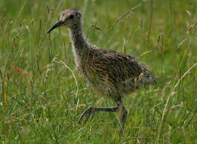RSPB Bowland Farmer Wader Walk