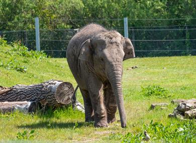 Elephants